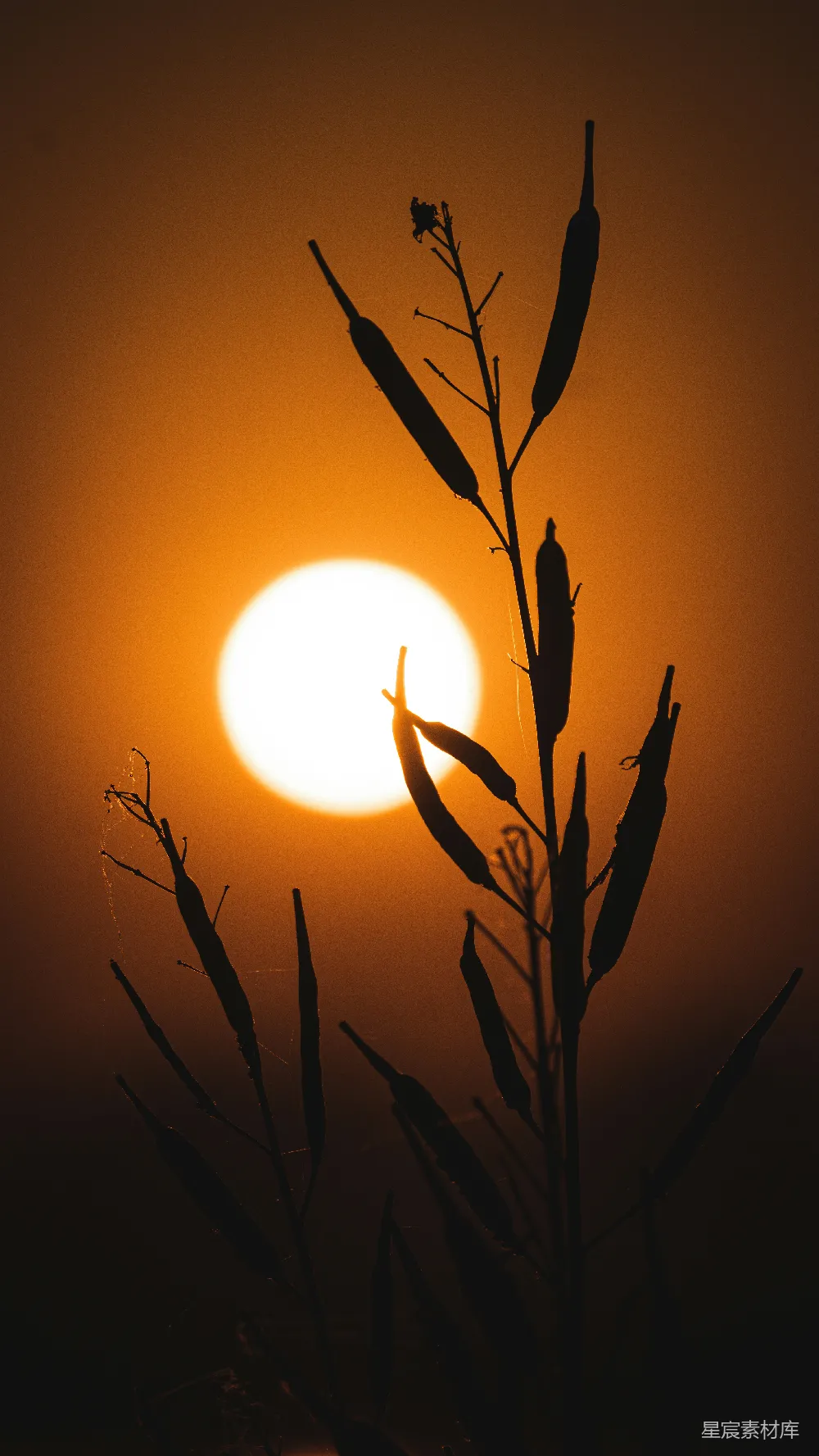 高清摄影 剪影 夕阳 自然 宁静 日落 剪影中的夕阳