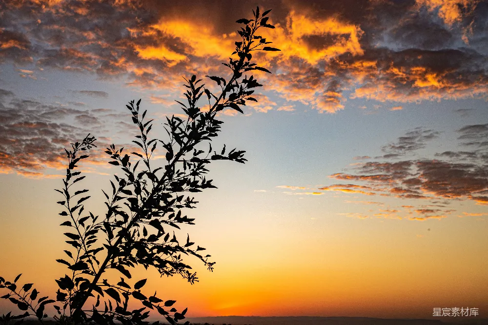 高清摄影 自然 日落 剪影 宁静 风景 夕阳下的剪影植物