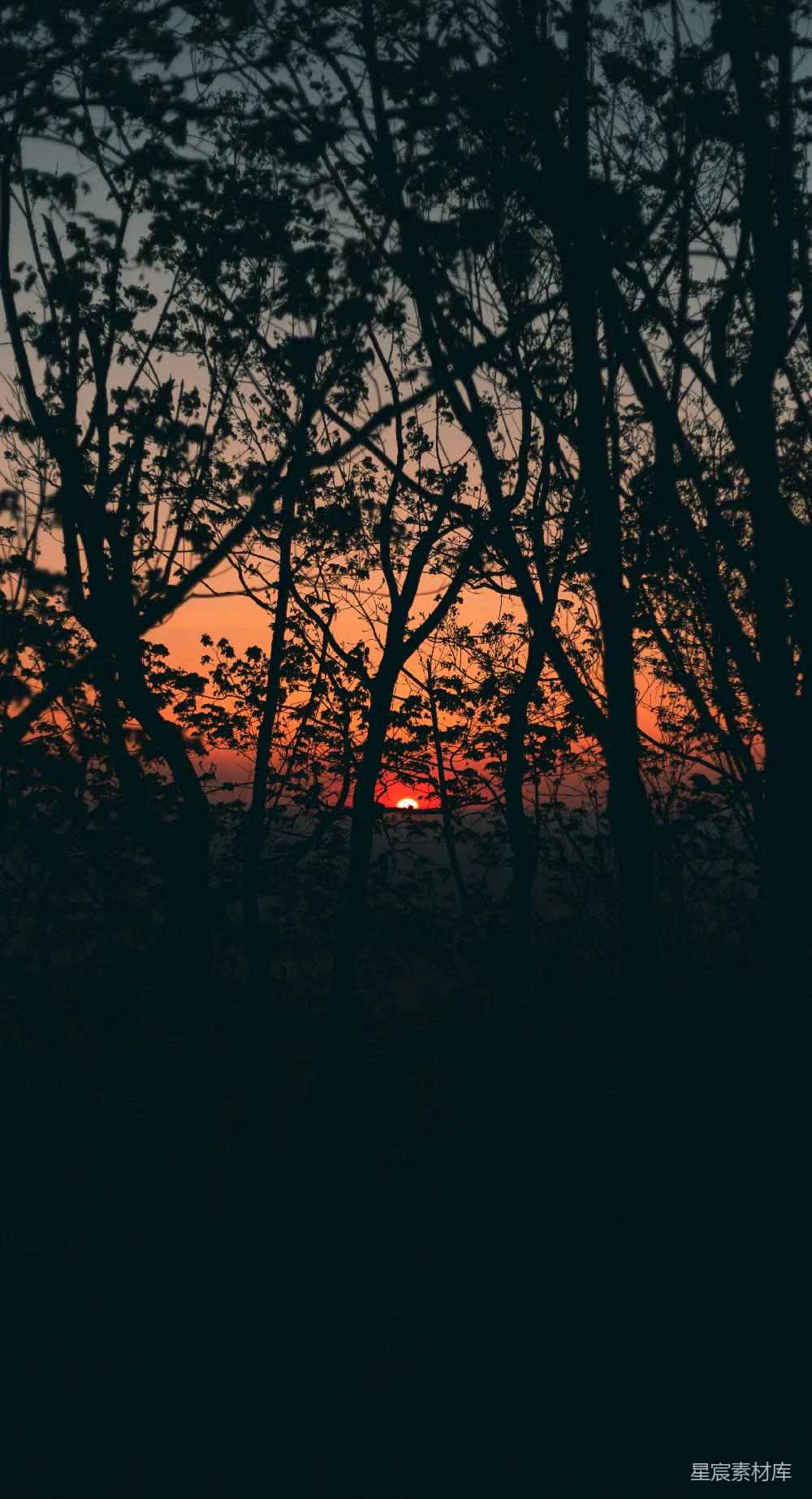 高清摄影 日落 自然 宁静 树木 风景 夕阳透过树林