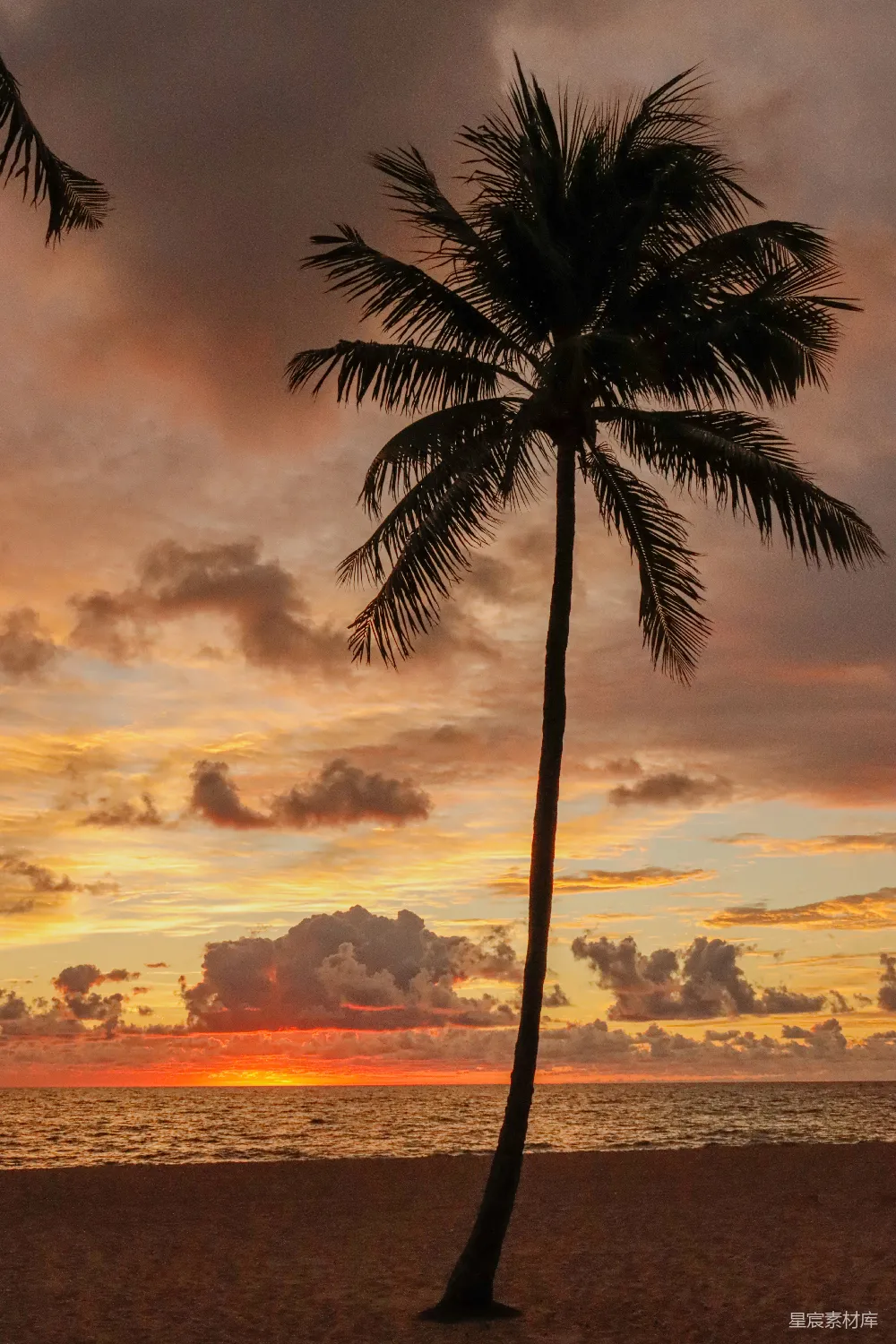 高清摄影 海滩 日落 椰子树 自然风光 宁静 夕阳下的椰子树剪影