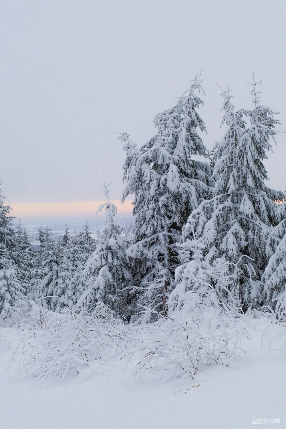 高清摄影 雪景 松树 冬季 自然风光 宁静 雪覆盖的松树林