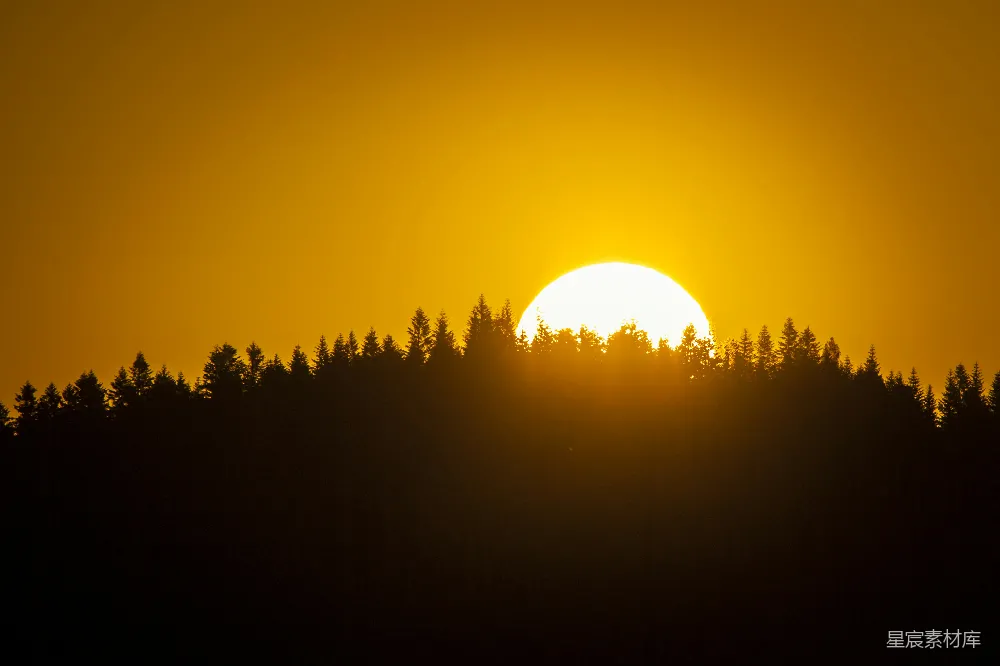 高清摄影 夕阳 松林 剪影 自然 宁静 夕阳下的松林剪影