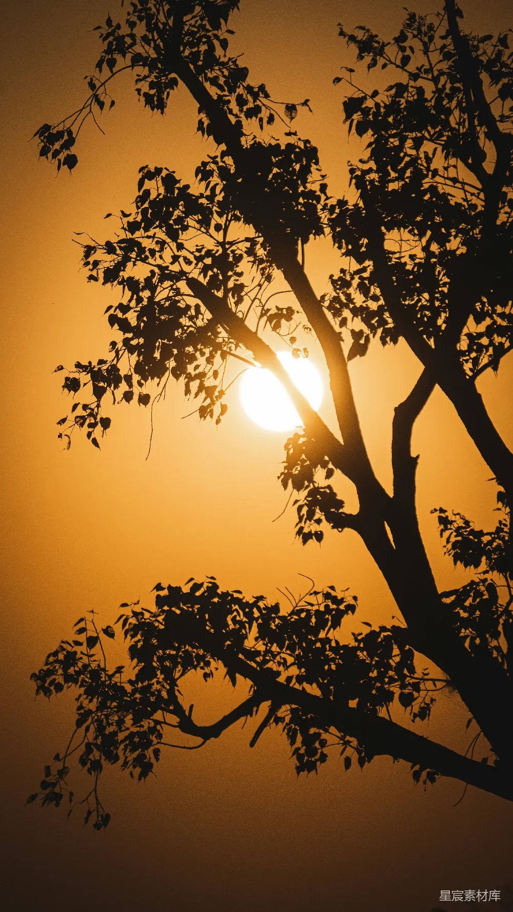 高清摄影 夕阳下的树影