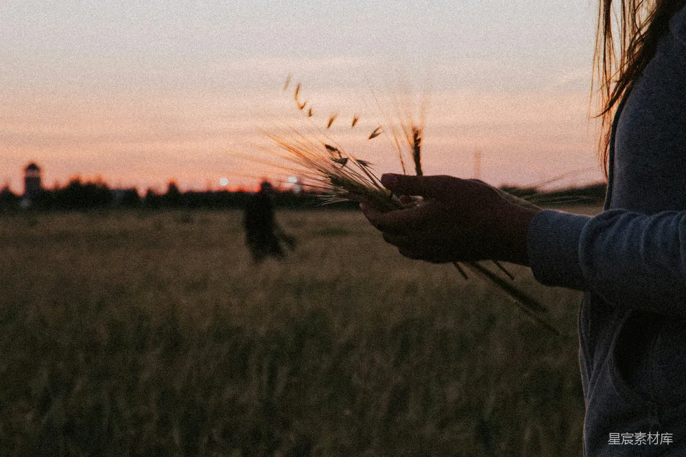 高清摄影 麦田 夕阳 自然 宁静 田园 夕阳下的麦穗