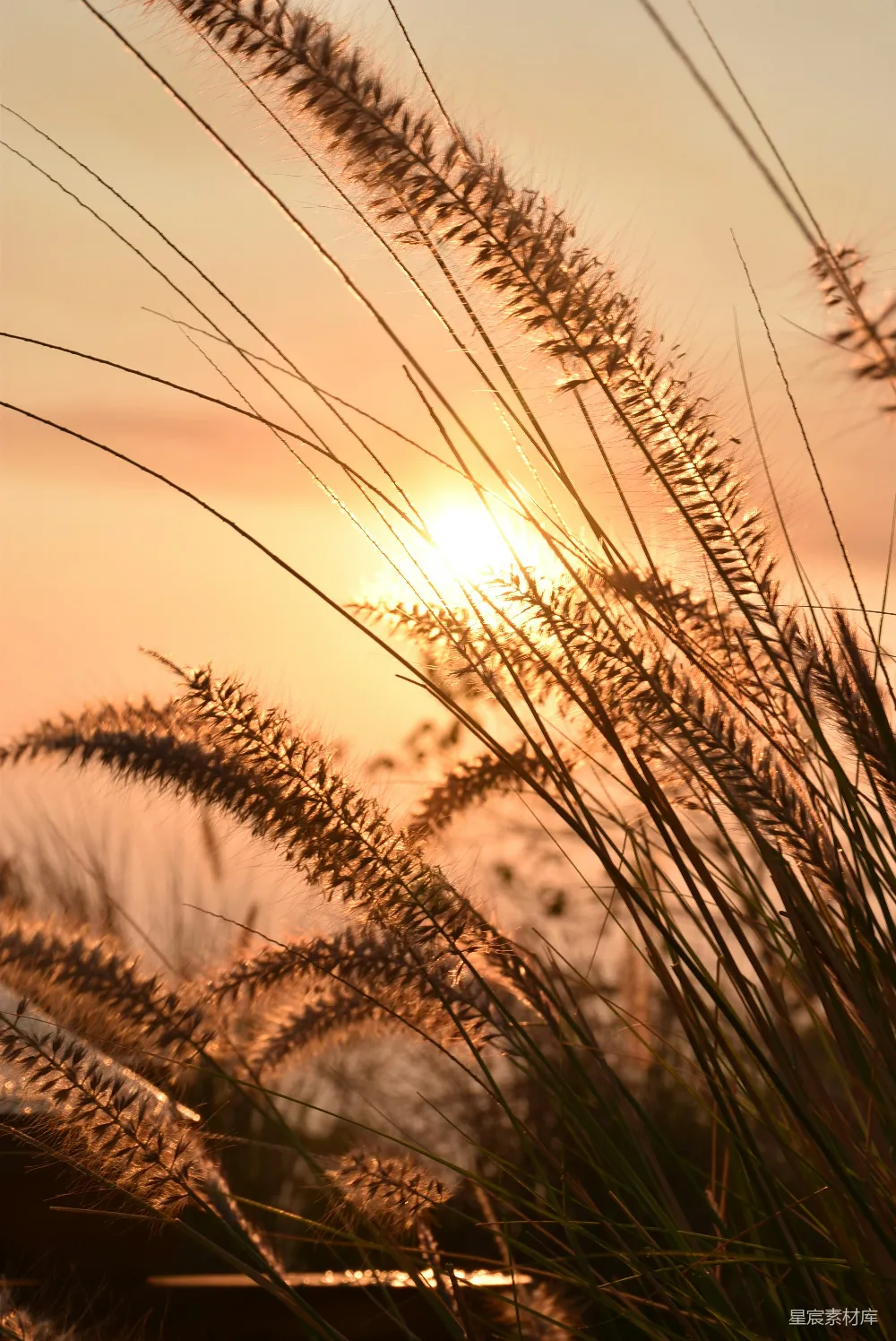 高清摄影 芦苇 夕阳 自然 宁静 日落 夕阳下的芦苇