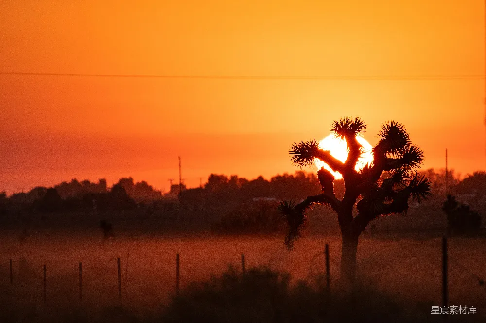 高清摄影 日落 自然 剪影 风景 宁静 夕阳下的树影