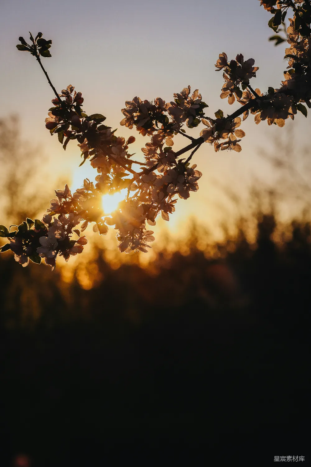 高清摄影 自然风光 春季 日落 花卉 宁静 夕阳下的花枝