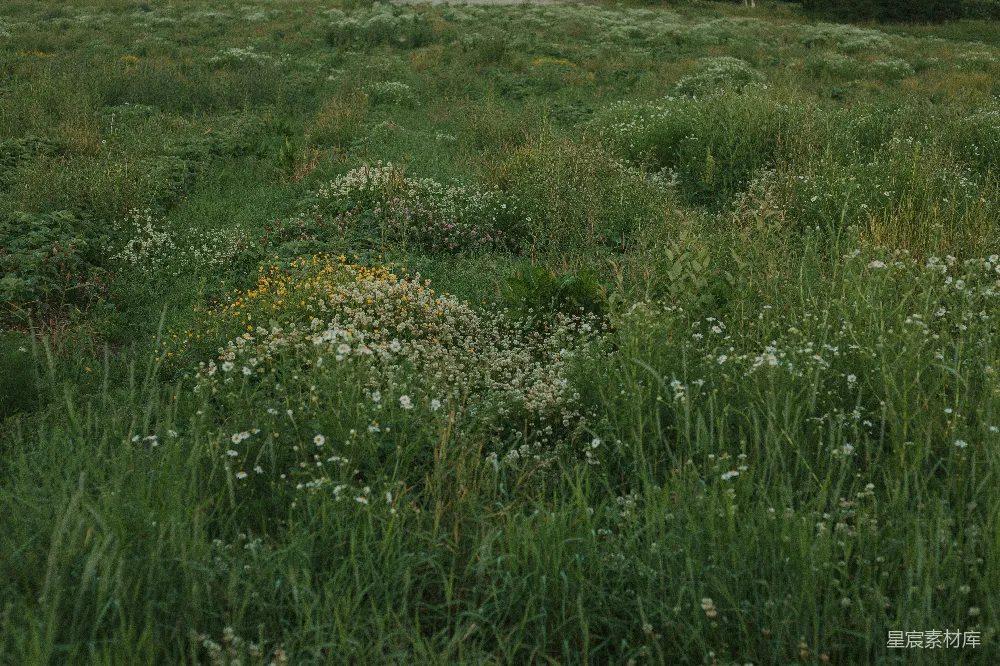 高清摄影 野花 草地 自然 宁静 户外 野花盛开的草地