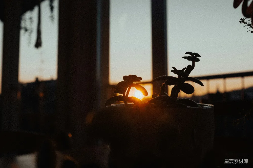 高清摄影 多肉植物 夕阳 室内 宁静 自然 夕阳下的多肉植物