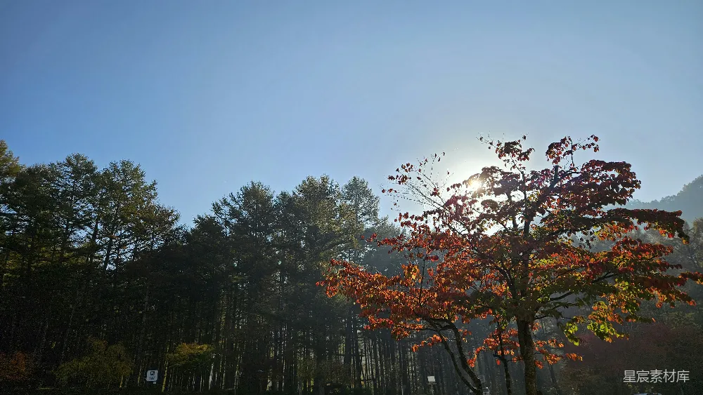 高清摄影 秋天 森林 晨光 自然 风景 秋日森林晨光