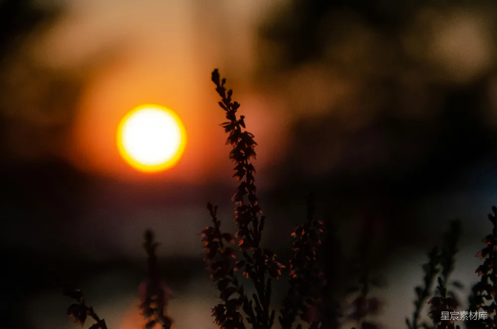 高清摄影 夕阳 自然 剪影 宁静 野花 夕阳中的野花剪影