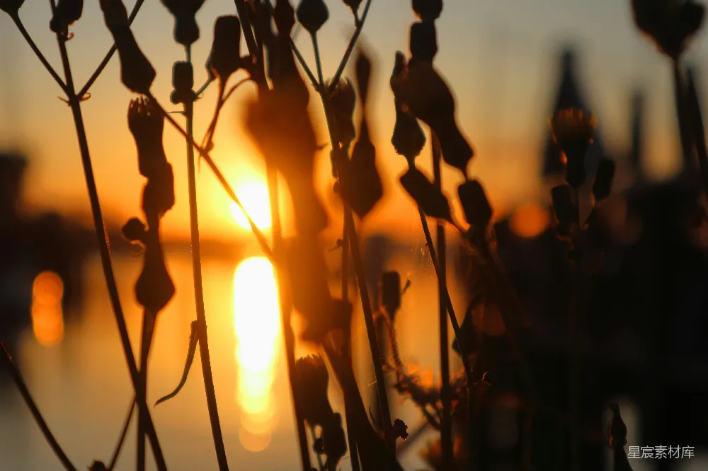 高清摄影 夕阳 植物 剪影 自然 宁静 夕阳下的植物剪影