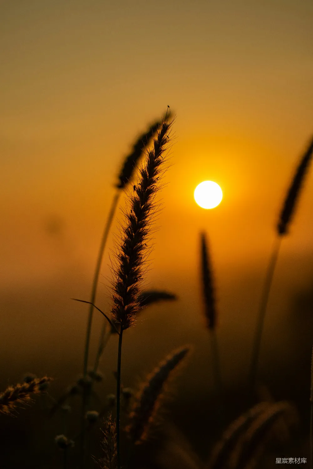 这张图片展示了夕阳下草丛的剪影，夕阳的余晖洒在地平线上，营造出一种宁静而美丽的氛围。画面中的草丛在夕阳的映照下显得轮廓分明，背景的天空渐变的色彩增加了画面的层次感。这种场景非常适合用来表达自然之美，或者作为背景音乐的视觉素材。