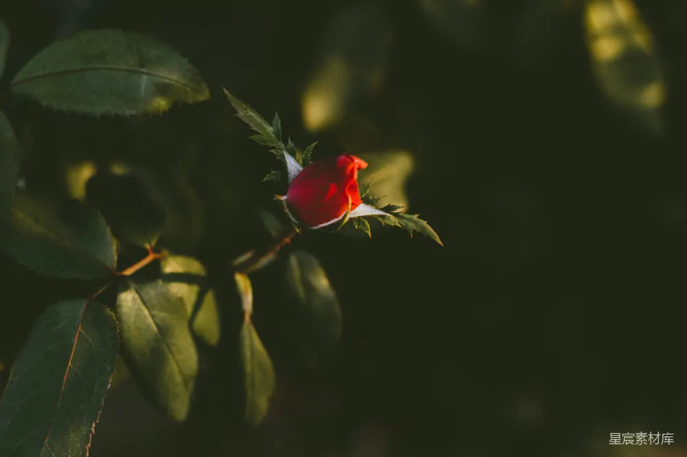 高清摄影 花卉 自然 浪漫 清晨 清新 初绽的红玫瑰
