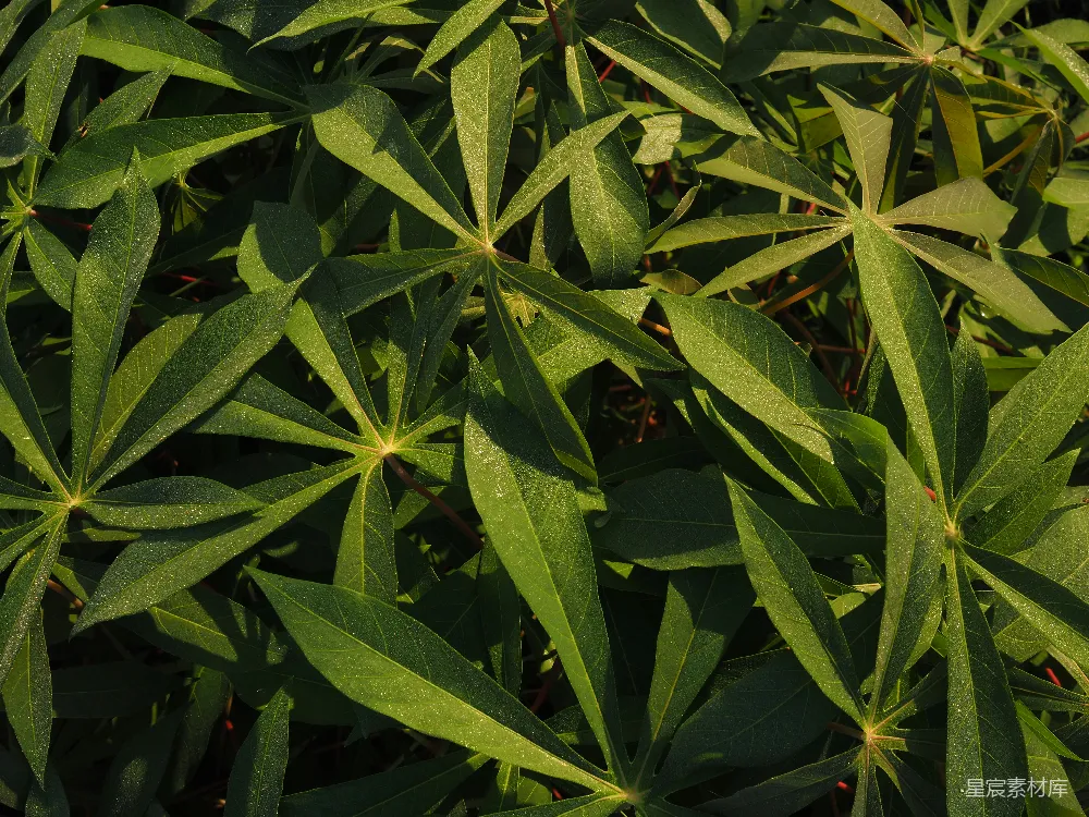 高清摄影 自然 植物 叶子 阳光 背景 阳光下的绿叶特写
