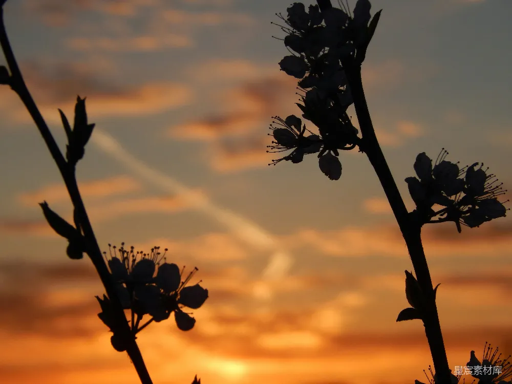 高清摄影 夕阳 剪影 花朵 自然 宁静 剪影中的花与夕阳