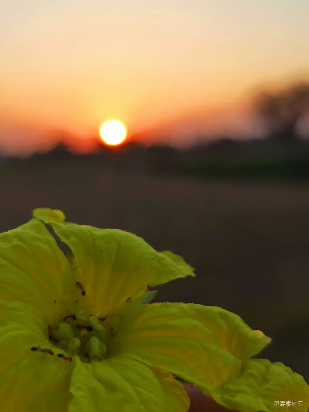 夕阳的余晖洒落在一朵盛开的花朵上，背景是模糊的山峦与渐变的天空，营造出一种宁静而美丽的氛围。花朵的绿色与夕阳的橙色形成鲜明对比，细节丰富且生动。适合用作自然风光或摄影爱好者的素材。