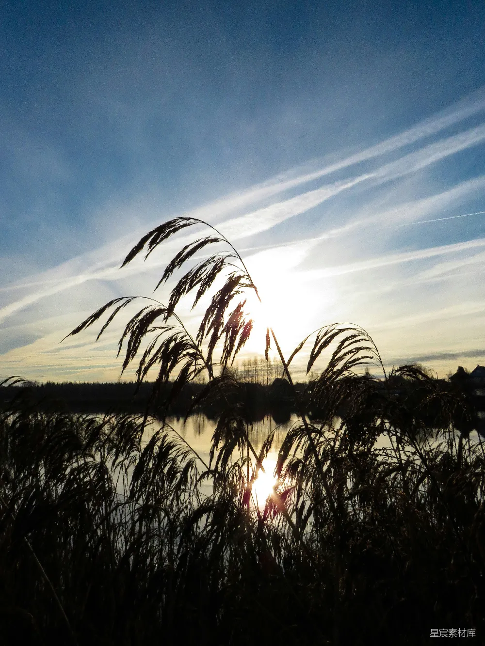 高清摄影 自然风景 日落 芦苇 宁静 户外 夕阳下的芦苇