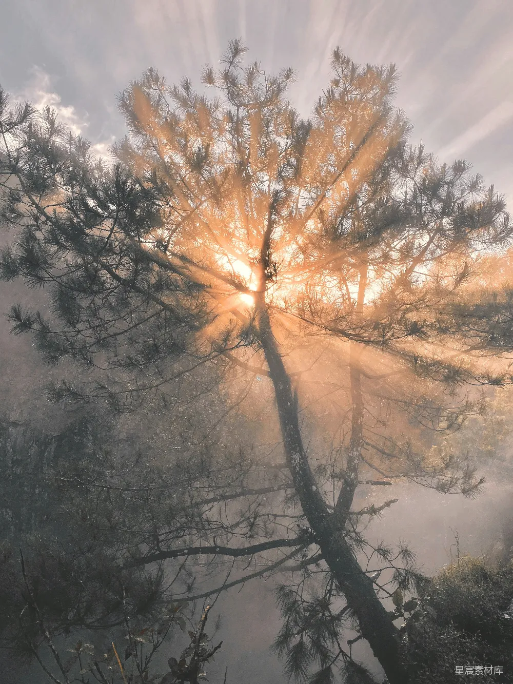 高清摄影 晨光 松树 自然 光影 宁静 晨光穿透松林