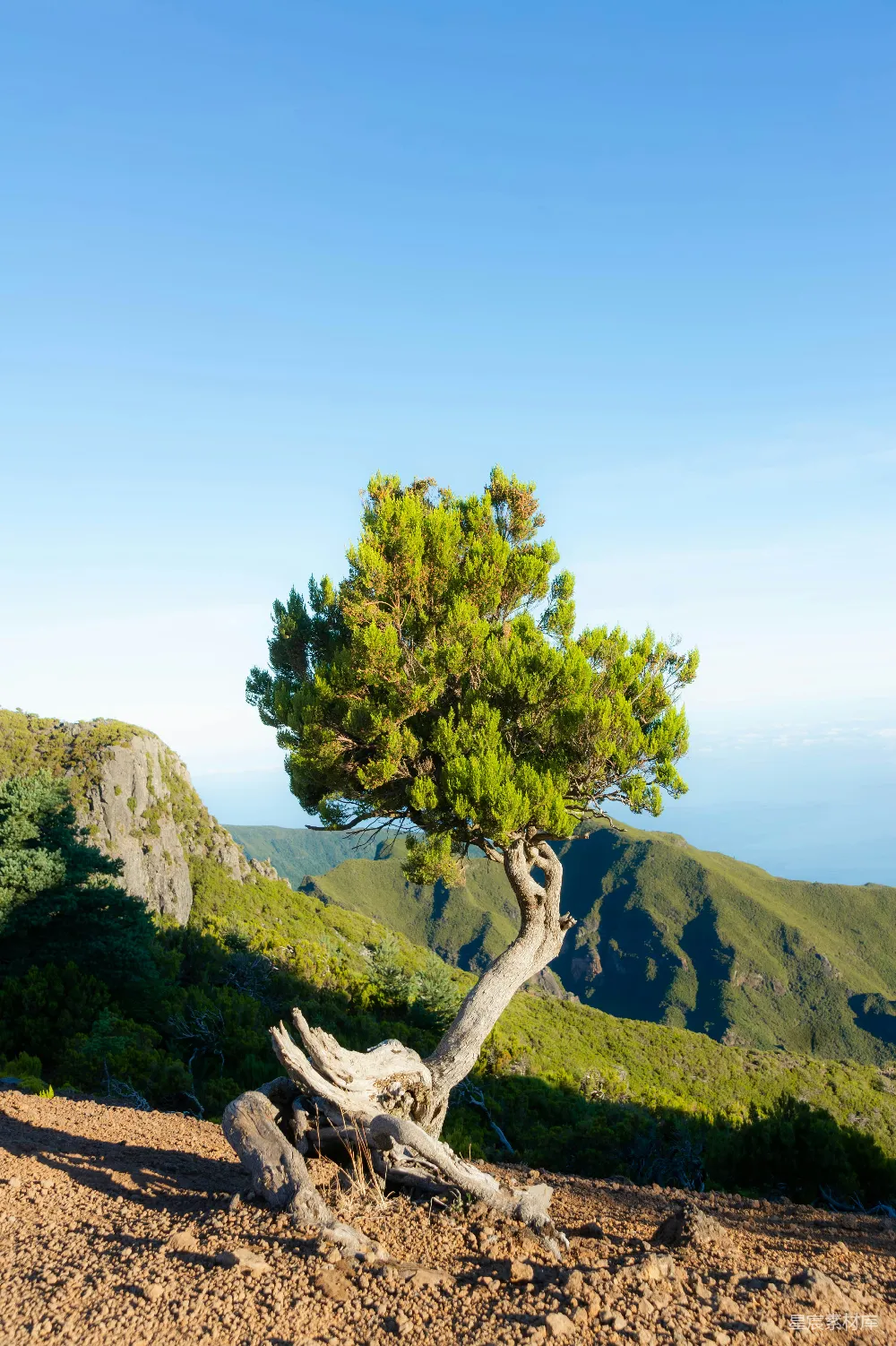 高清摄影 自然风光 户外摄影 山地景观 孤独之美 风景照片 孤树与山脊