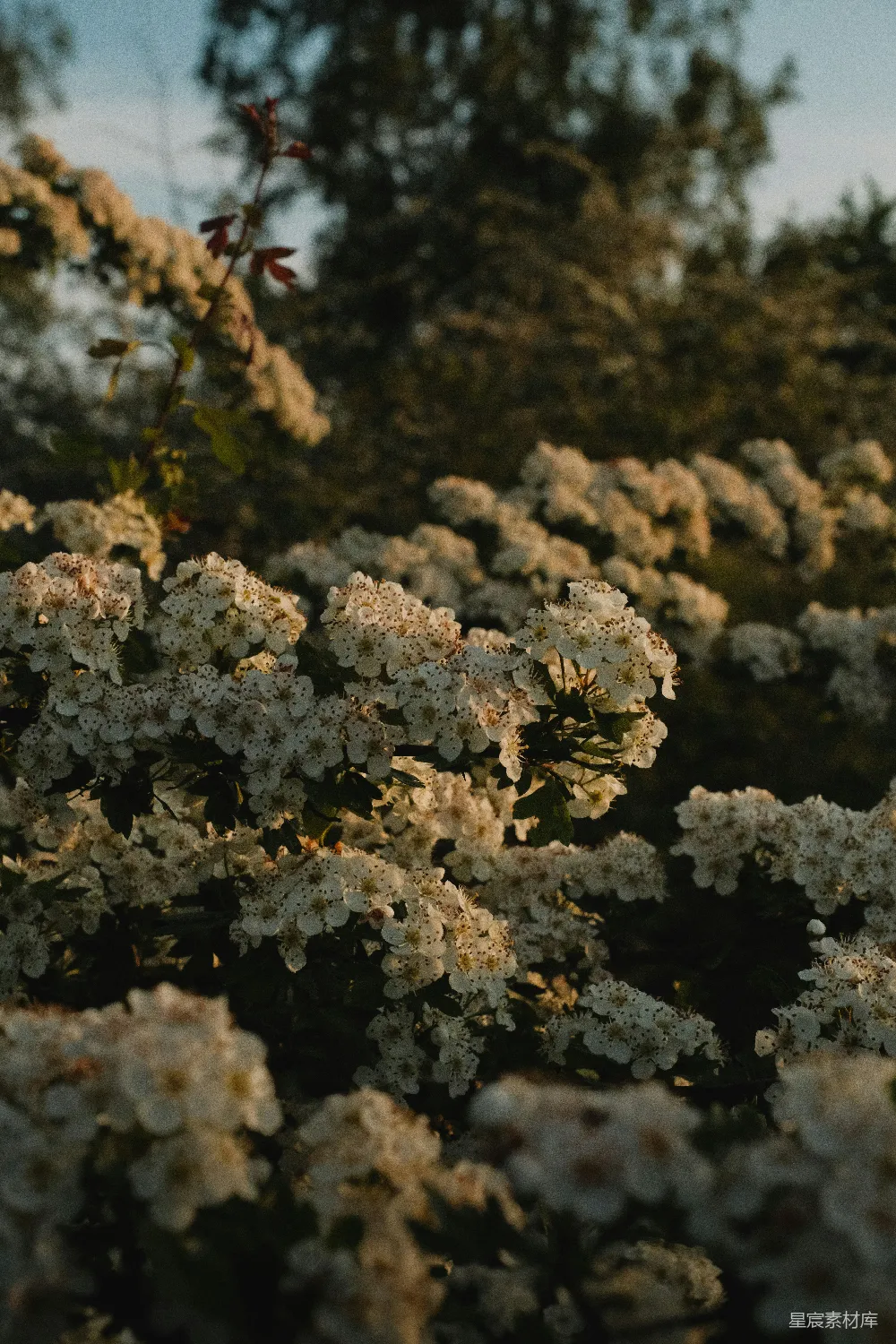高清摄影 自然 花卉 晨光 清新 宁静 晨光中的白色花海