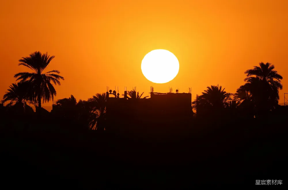 高清摄影 夕阳 棕榈树 剪影 自然风光 日落 夕阳下的棕榈树剪影