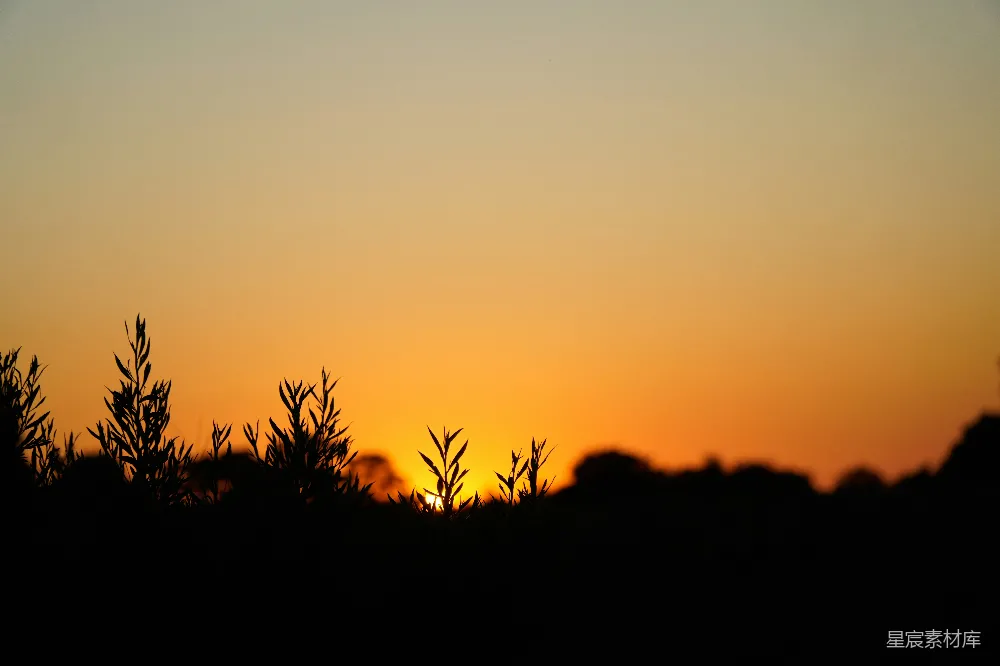 夕阳的余晖洒在地平线上，植物的剪影在金黄色的天空中显得格外鲜明。这种宁静而美丽的场景适合用来表达自然之美和内心的平静。