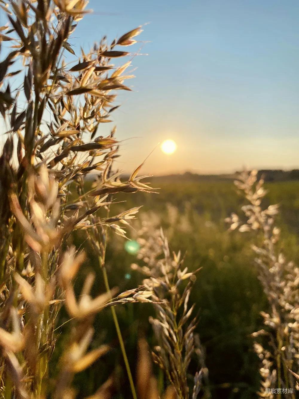 高清摄影 夕阳 麦田 自然 宁静 日落 夕阳下的麦田
