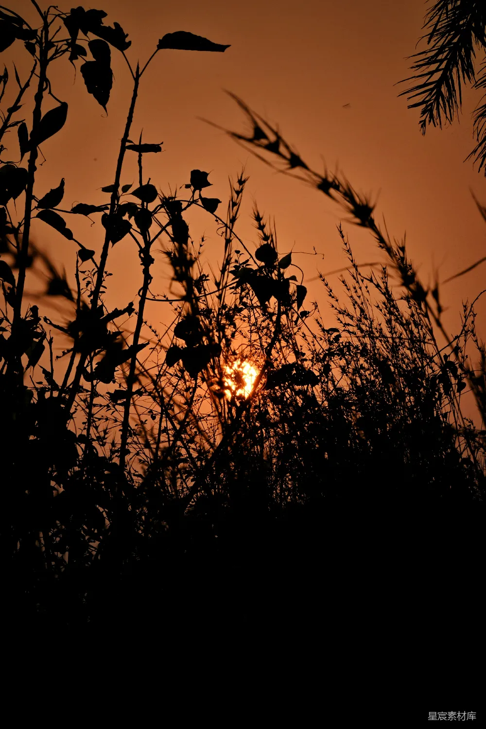 高清摄影 自然 日落 剪影 宁静 户外 夕阳透过灌木丛