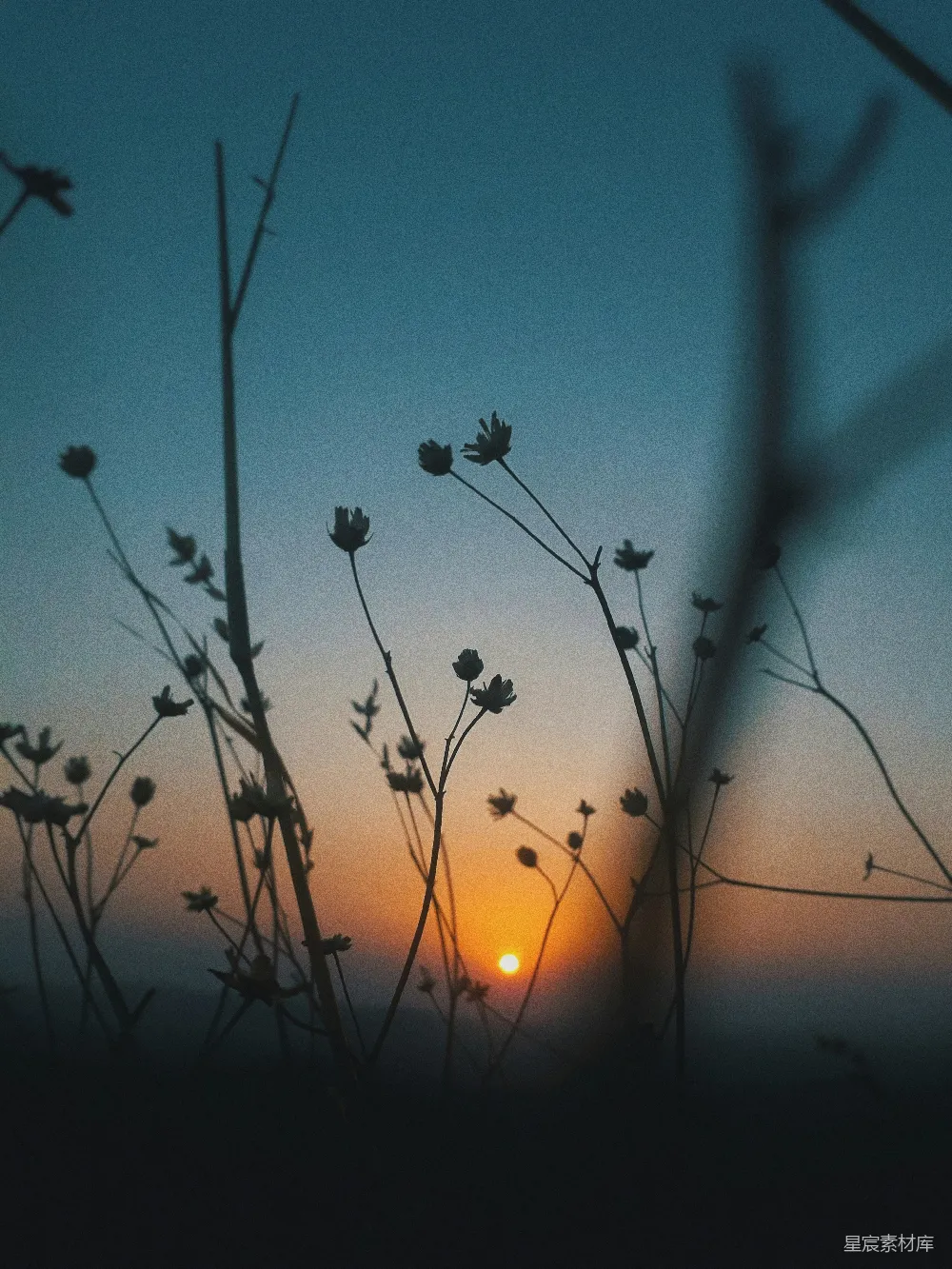 这张图片展示了夕阳西下时，一束束草的剪影。夕阳的余晖透过云层，将天空染成橙色与蓝色的渐变，而草的轮廓在夕阳的映衬下显得格外清晰。这种场景常常出现在傍晚时分，给人一种宁静和沉思的感觉。