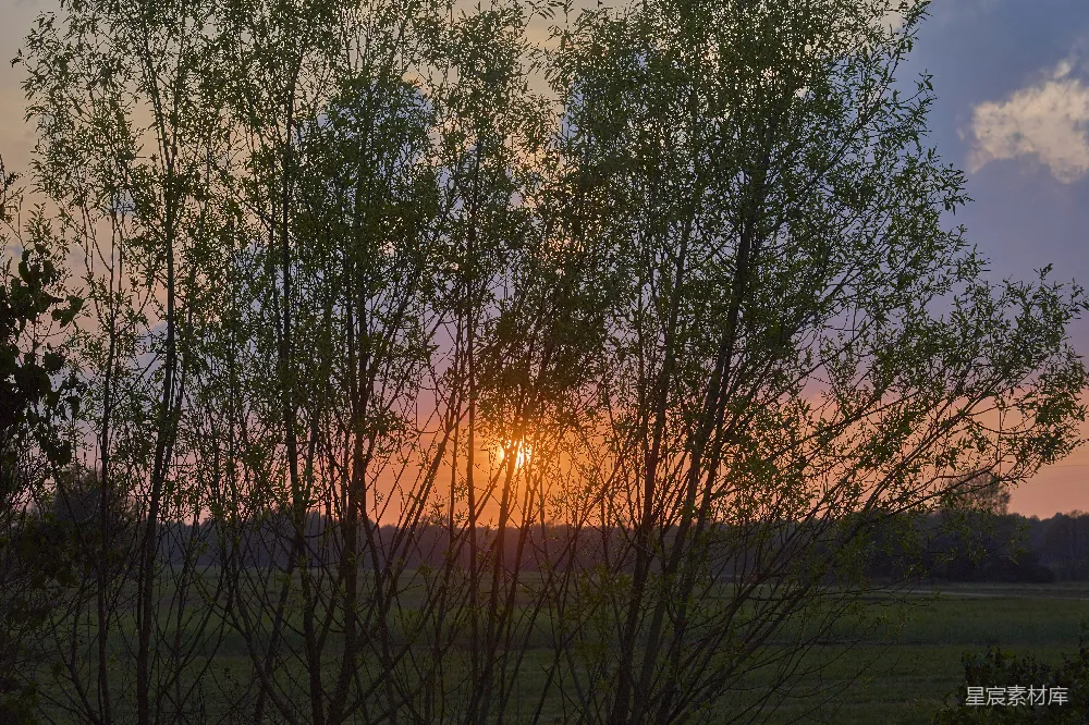 高清摄影 自然风光 日落 乡村 宁静 风景 夕阳透过树梢