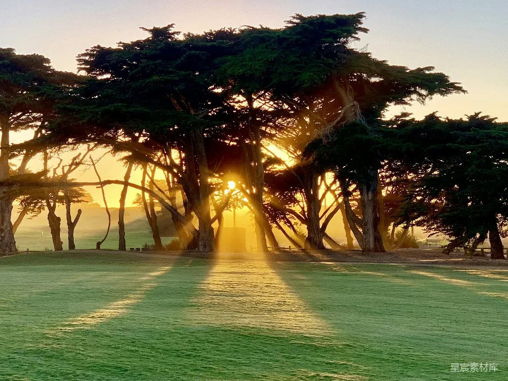 这张图片展示了一群高大的树木在夕阳下投射出长长的光影，阳光透过树叶间隙洒在地面上，形成美丽的光束效果。背景中的夕阳为整个场景增添了一层温暖的色调，营造出一种宁静而美丽的户外氛围。适合用于自然风光、户外活动或宁静生活的主题。