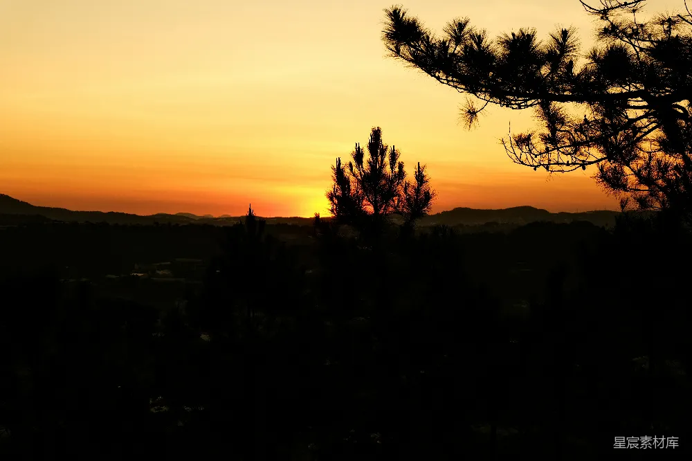高清摄影 夕阳 松树 剪影 自然 风景 夕阳下的松林剪影