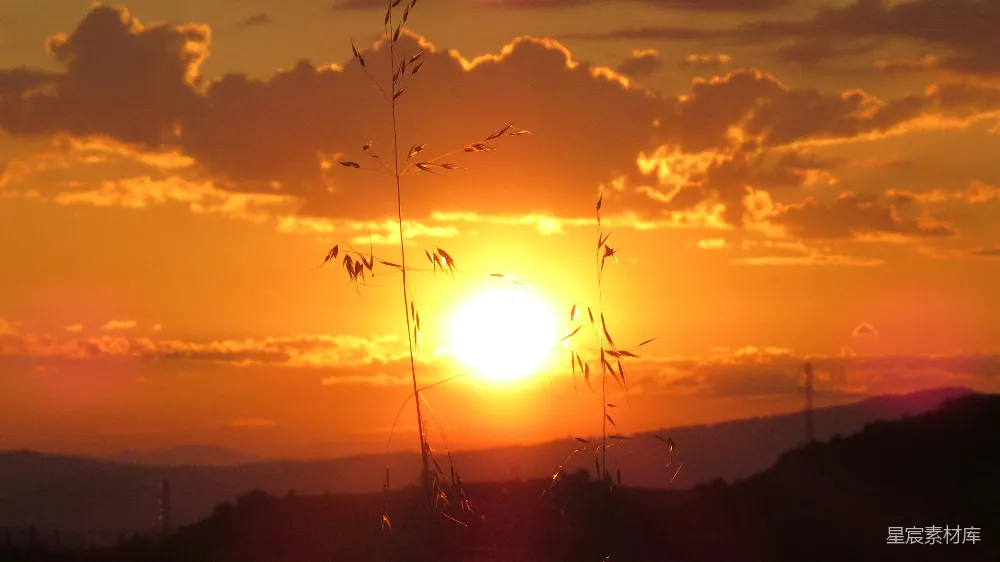 高清摄影 夕阳 野草 自然 宁静 风景 夕阳下的野草剪影