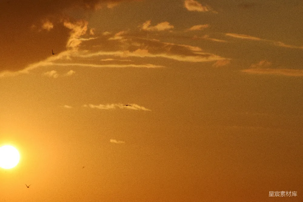 高清摄影 自然 黄昏 鸟群 宁静 风景 夕阳下的鸟群