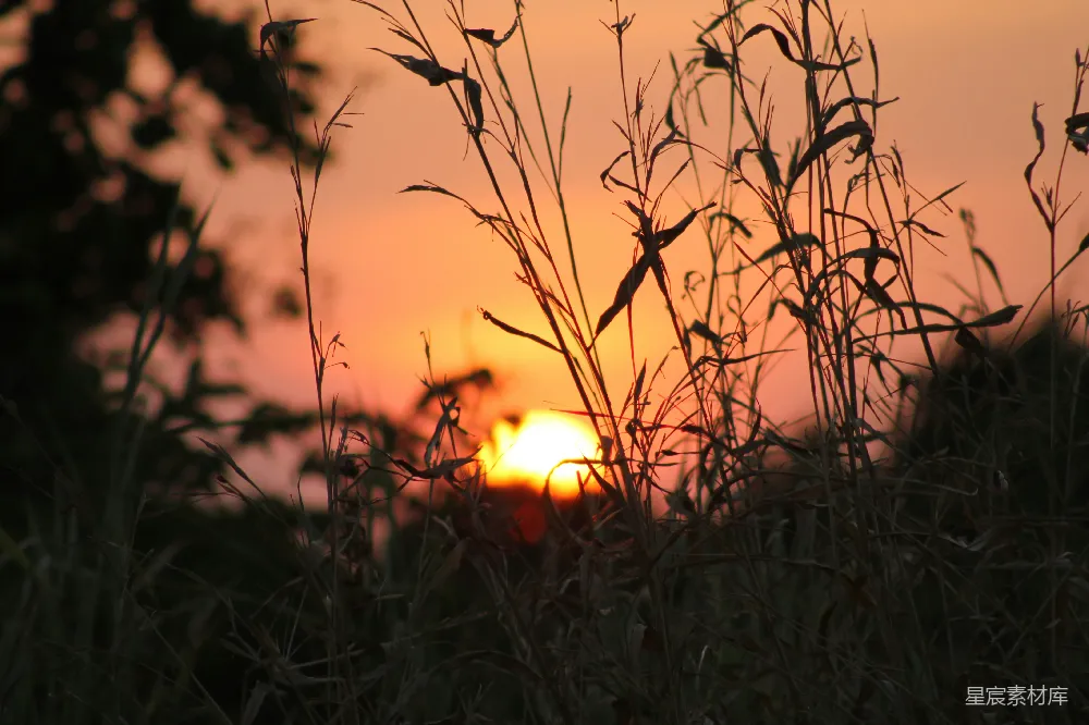 高清摄影 自然 日落 剪影 宁静 乡村 夕阳下的草丛剪影
