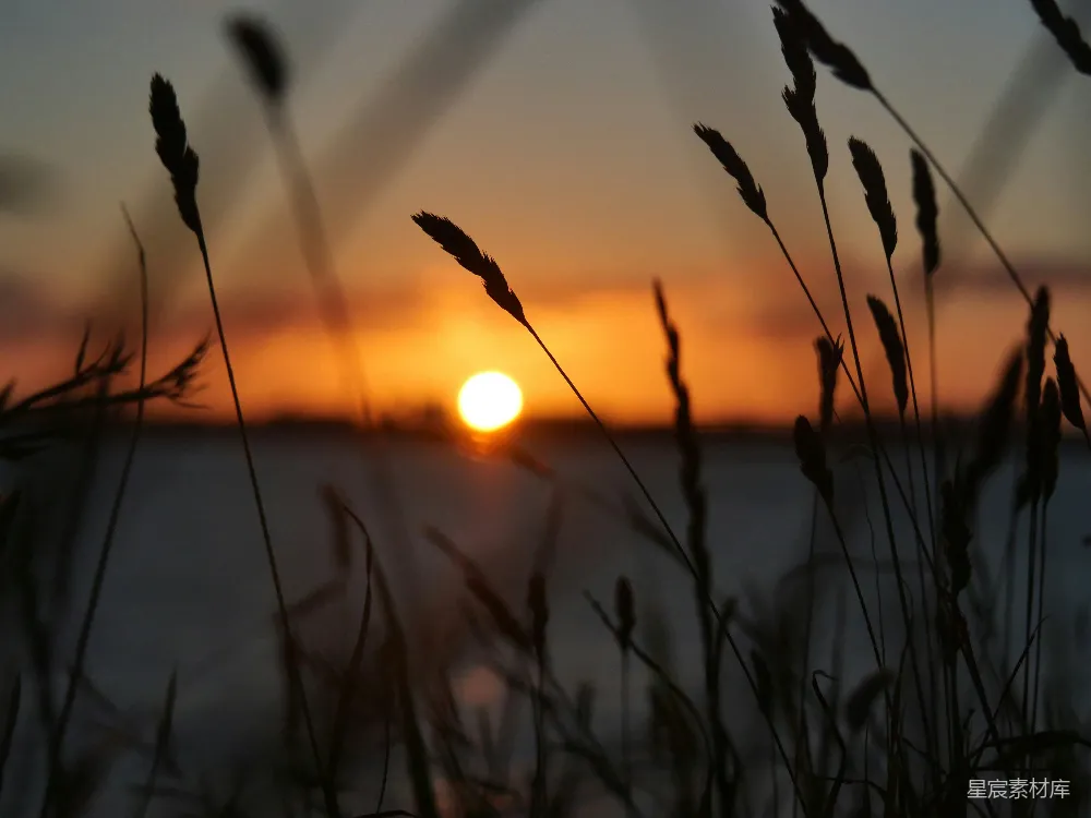 高清摄影 夕阳 麦穗 剪影 自然 宁静 夕阳下的麦穗剪影