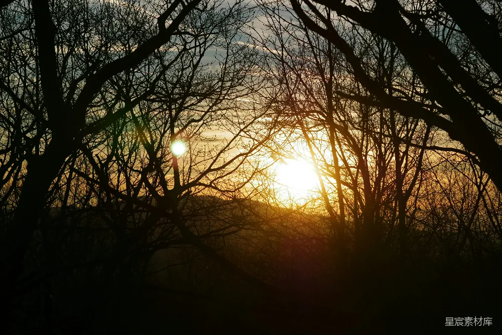 高清摄影 自然 剪影 夕阳 宁静 风景 夕阳透过树枝的剪影