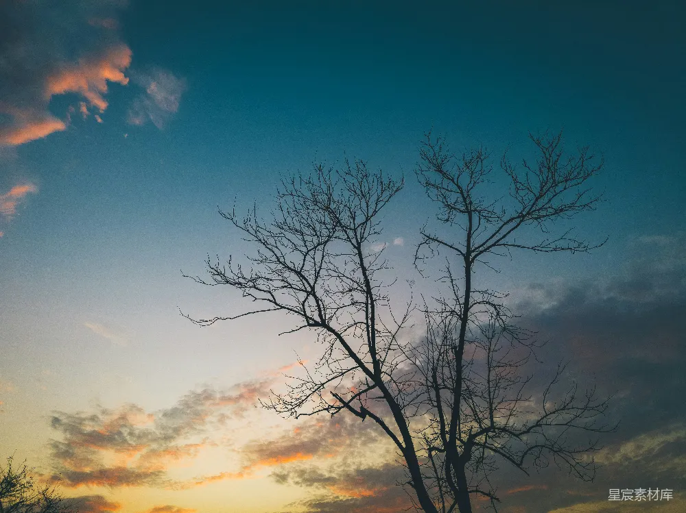 高清摄影 自然 夕阳 枯树 剪影 宁静 晚霞中的枯树剪影