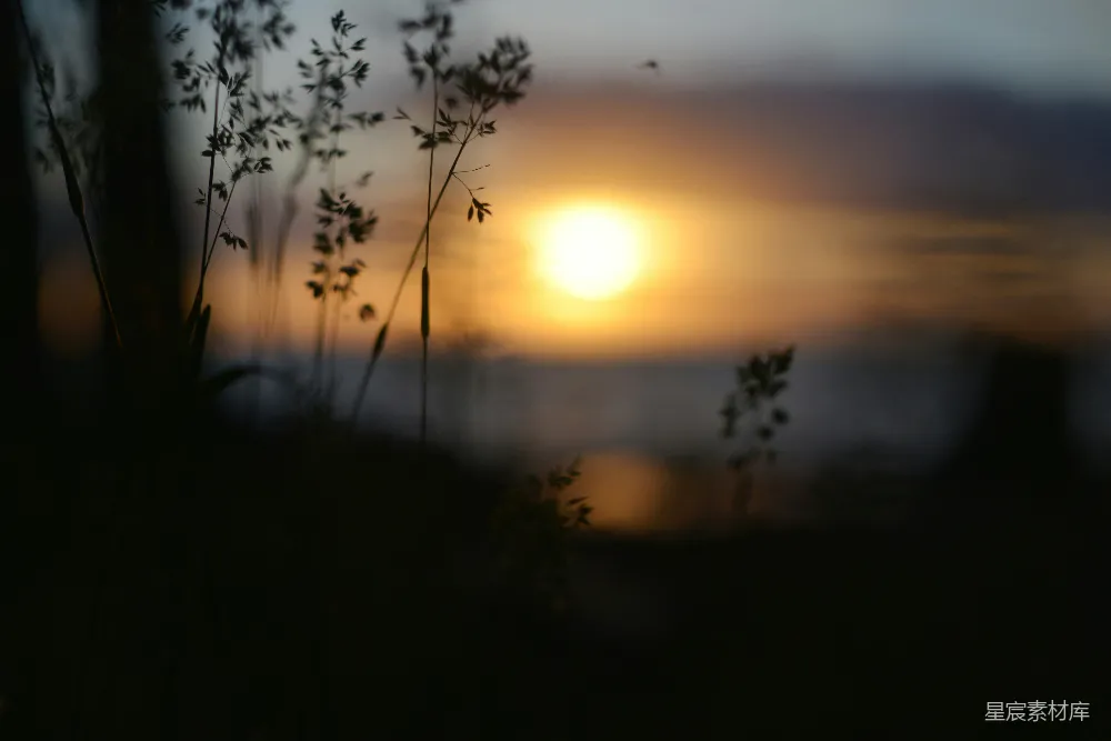 高清摄影 夕阳 自然 宁静 剪影 户外 夕阳下的草影