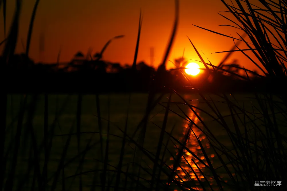 高清摄影 夕阳 稻田 自然 宁静 剪影 夕阳下的稻田