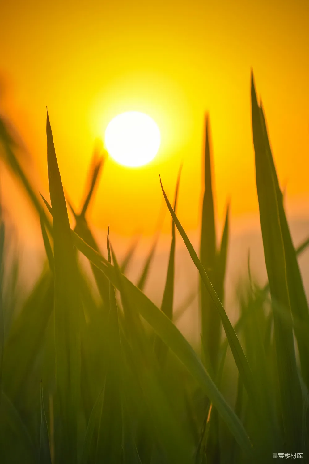 高清摄影 夕阳 稻田 自然 宁静 田园诗 夕阳下的稻田