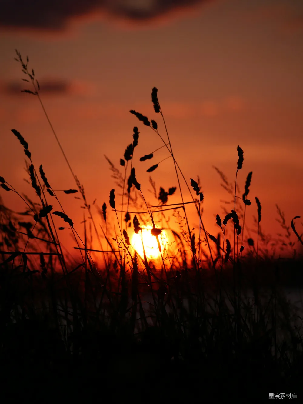 高清摄影 夕阳 自然 剪影 宁静 风景 夕阳下的草丛