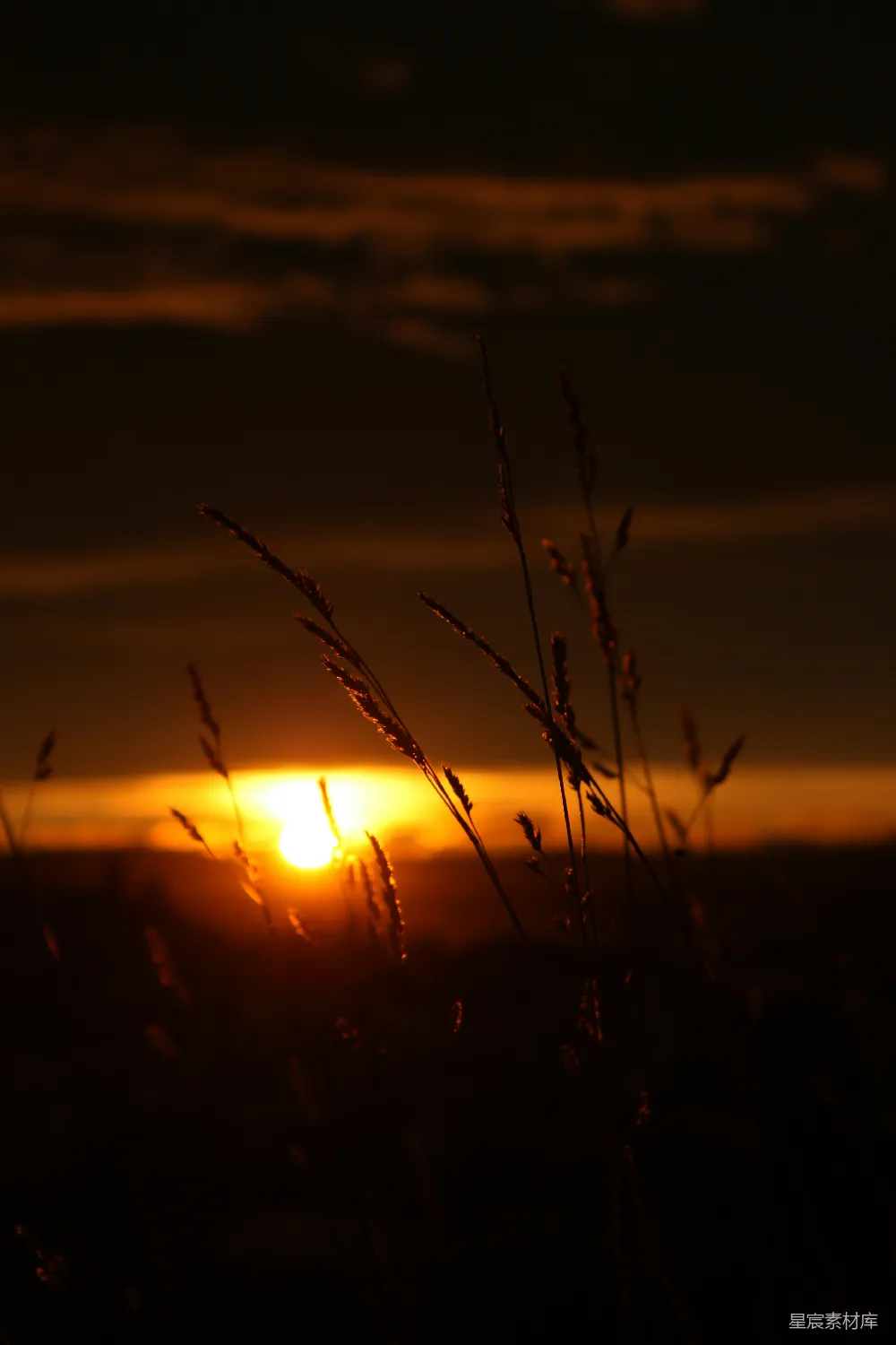 高清摄影 夕阳 自然 宁静 剪影 田园 夕阳下的草影