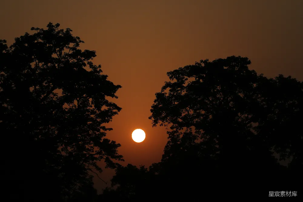 高清摄影 日落 自然风光 宁静 剪影 黄昏 夕阳西下，树影婆娑