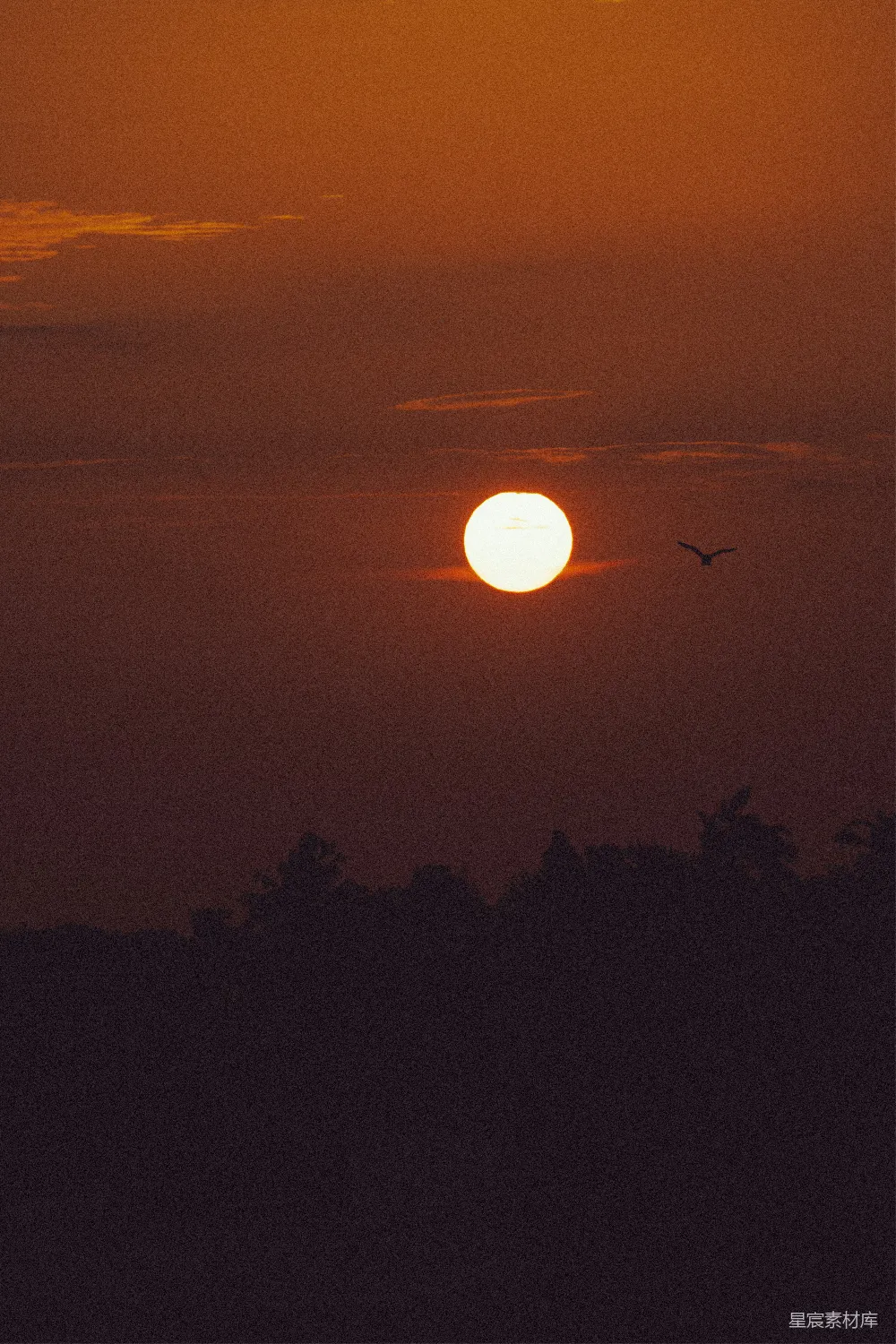 高清摄影 夕阳 鸟影 宁静 自然 风景 夕阳下的鸟影