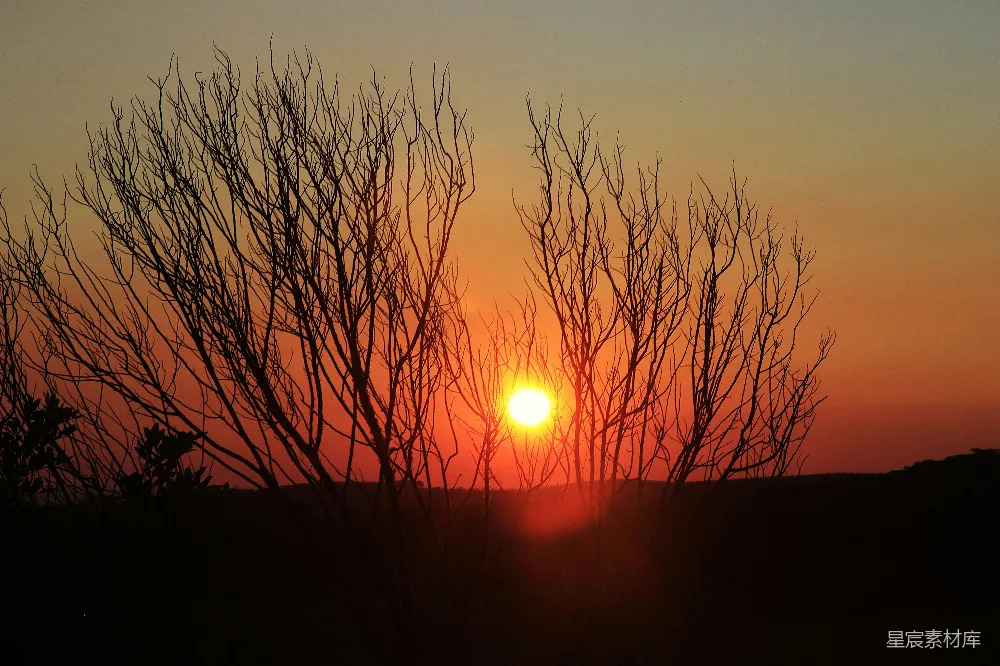 高清摄影 夕阳 枯树 剪影 自然风光 宁静 夕阳下的枯树剪影