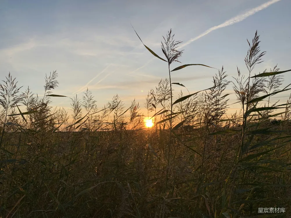 高清摄影 自然风光 夕阳 芦苇 宁静 田园 夕阳下的芦苇丛