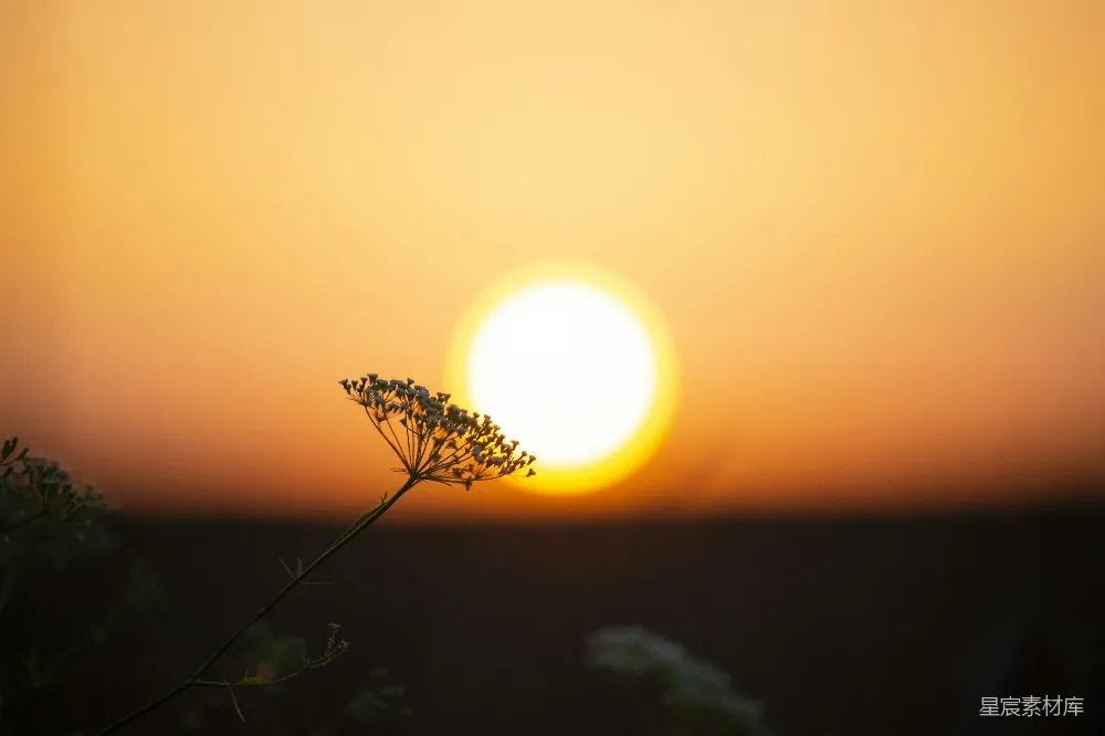 这张图片展示了黄昏时分田野中的景象。夕阳的余晖洒在地平线上，天空由橙色渐变至深蓝，前景中一株野花在微风中轻轻摇曳，为这宁静的场景增添了一丝生机。背景的模糊处理使得焦点更加集中在前景的野花和夕阳上，营造出一种宁静而美好的氛围。