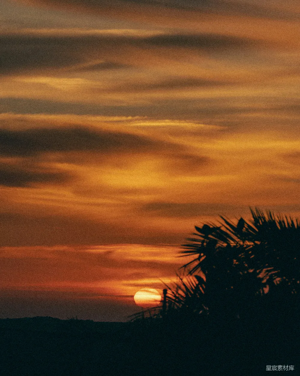 高清摄影 日落 自然风光 椰子树 宁静 自然之美 夕阳下的椰子树剪影